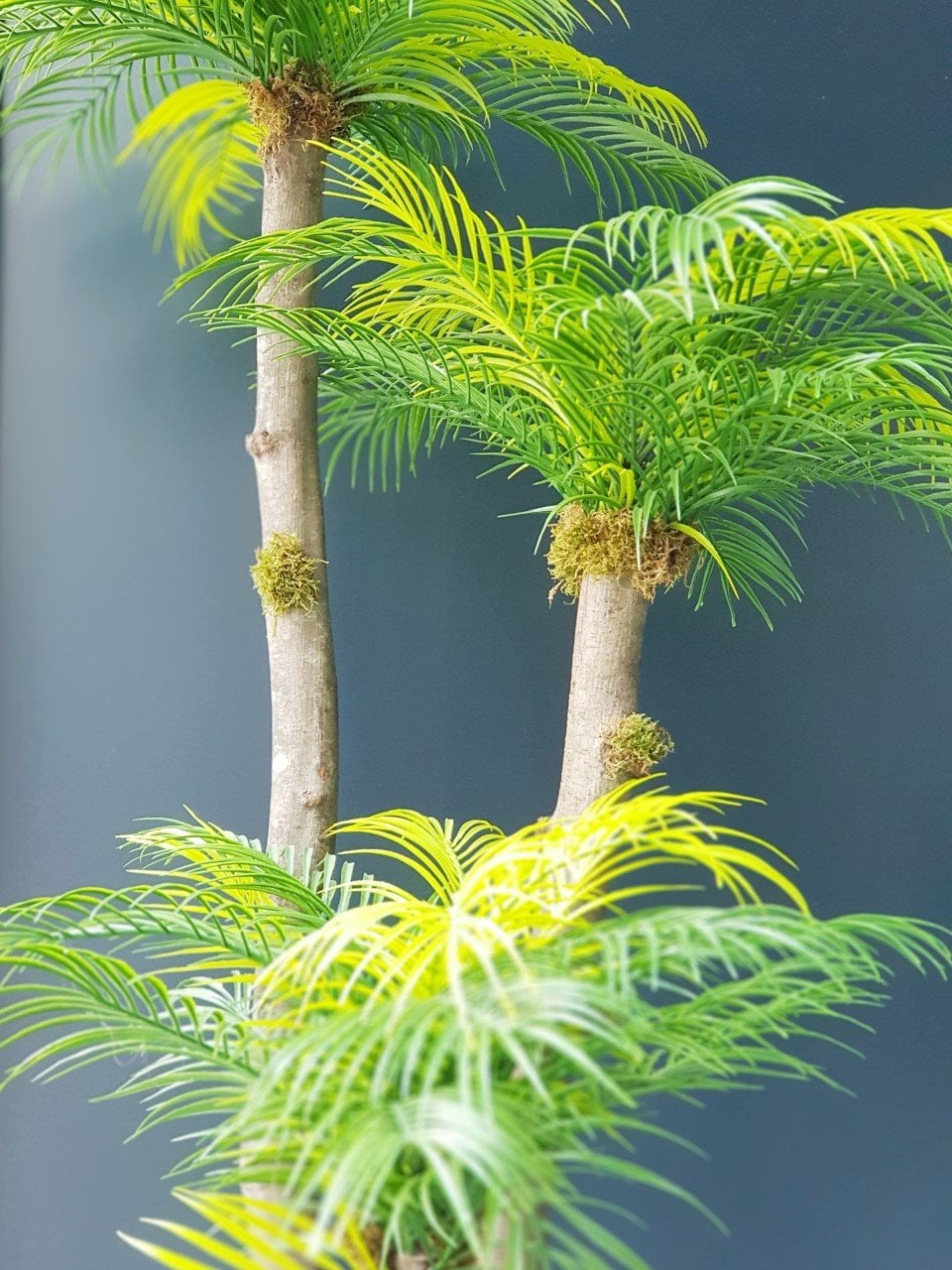 Yapay Areka Palmiyesi Galvanizli ve Hasır Saksılı