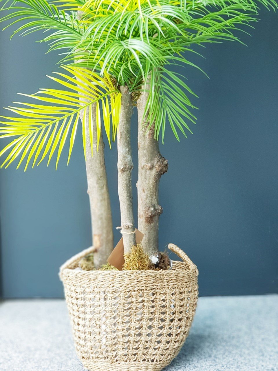 Yapay Areka Palmiyesi Galvanizli ve Hasır Saksılı