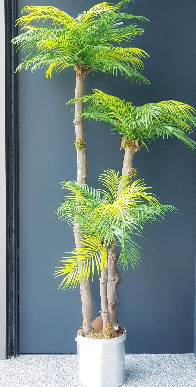 Yapay Areka Palmiyesi Galvanizli ve Hasır Saksılı