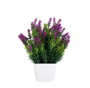 Saksıda Mini Lavanta 20cm